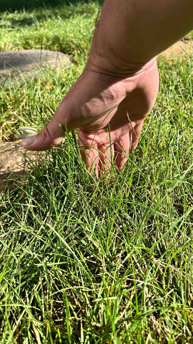 13. Mowing Too Soon Or Too Short
