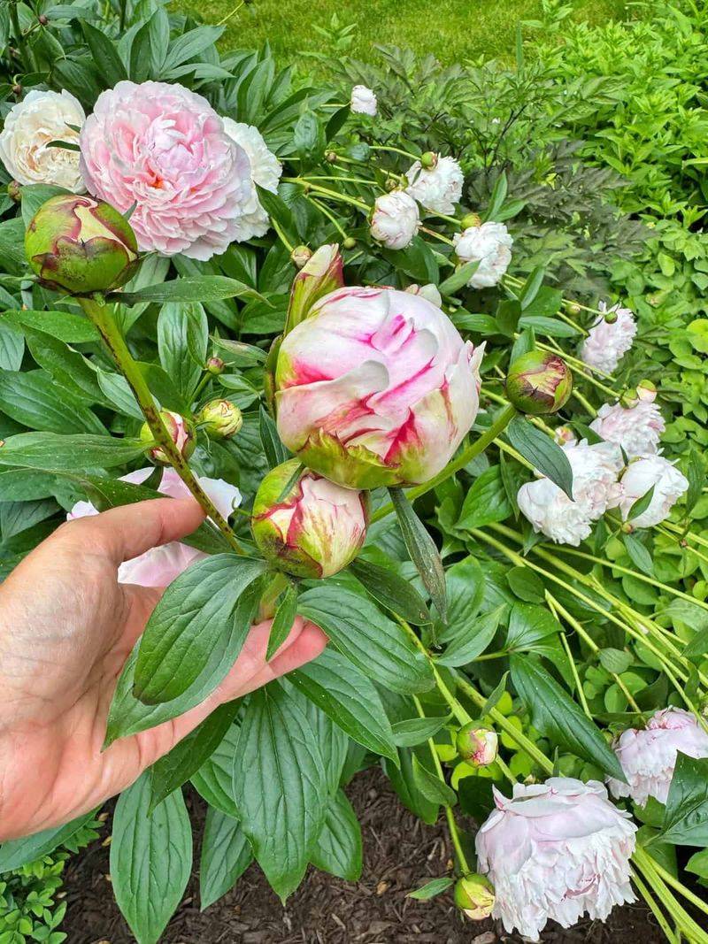 13. Combining Deadheading With Other Care Tasks