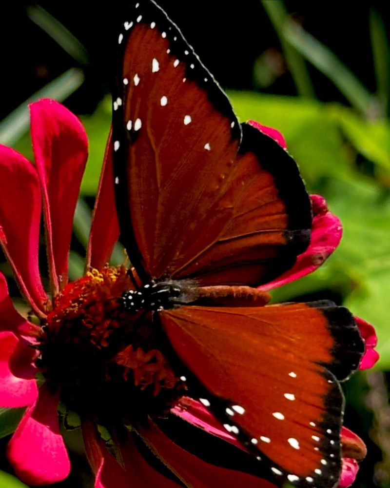 13. Coral: Pentas And Zinnia