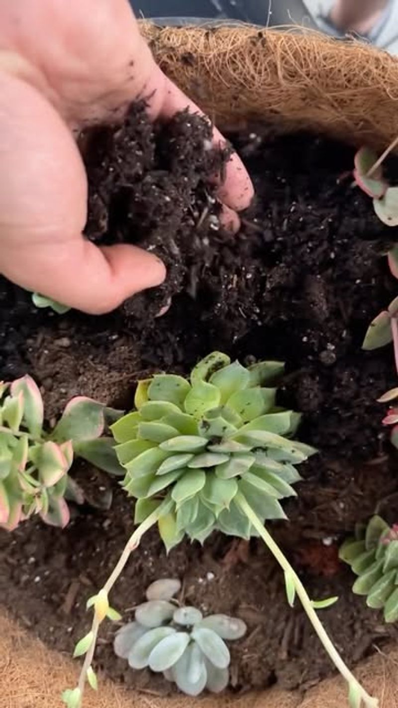 13. Using The Wrong Soil Mix