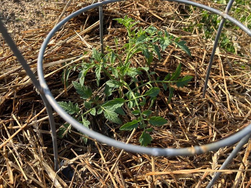 13. Handle Pruning Debris Properly
