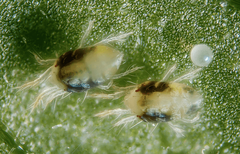 13. Neglecting Pest Inspection