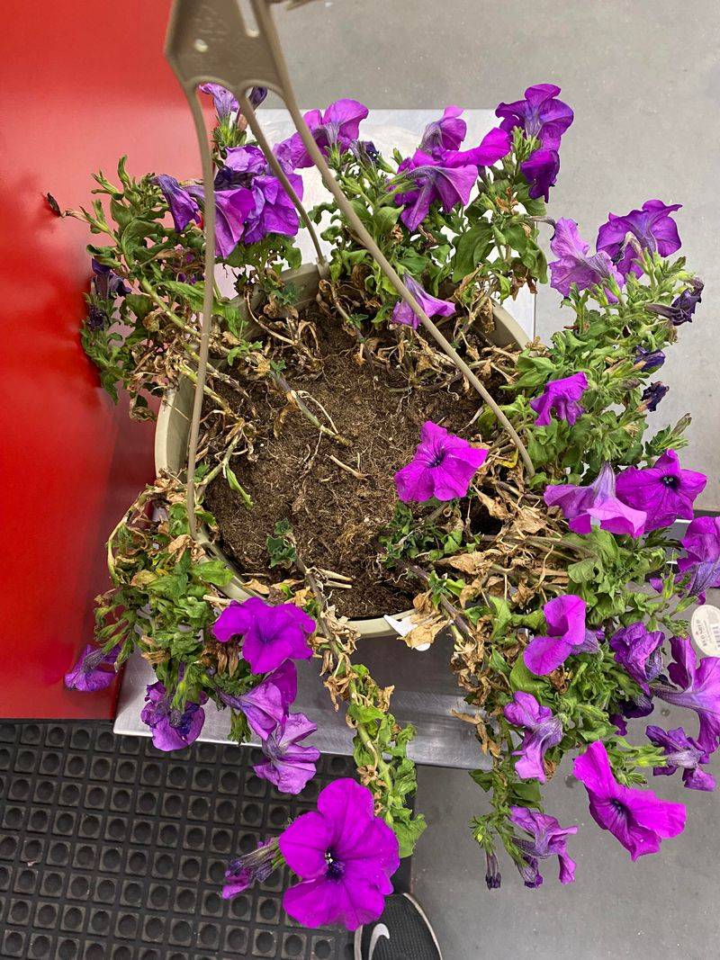 13. Extend The Blooming Season