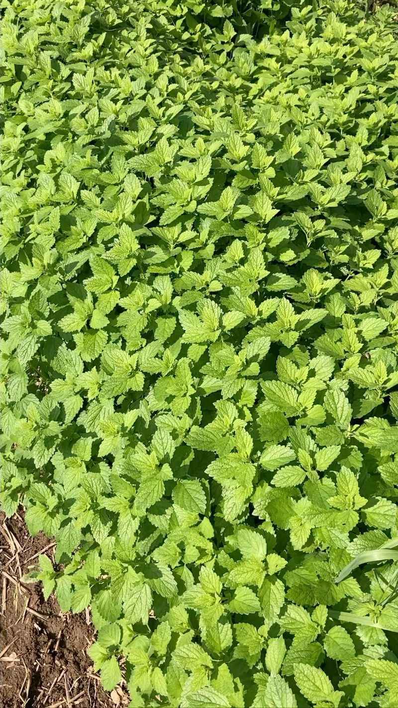 13. Lemon Balm
