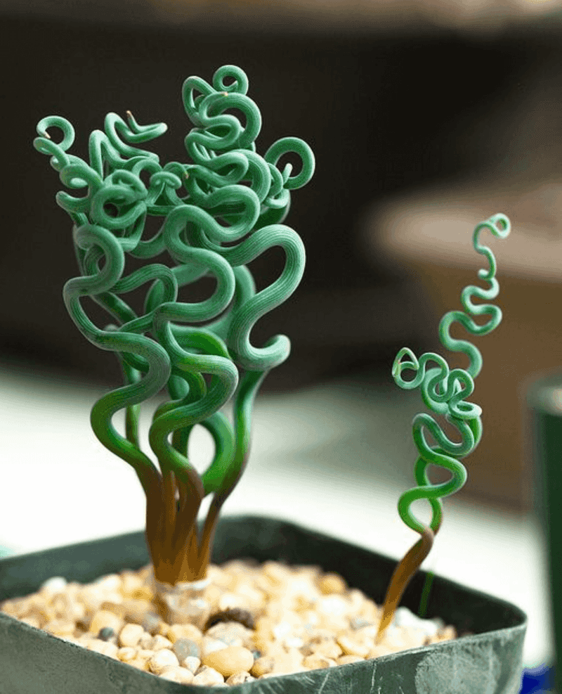 14. Trachyandra