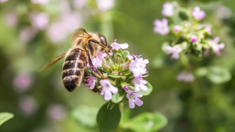 bee on a creeping thyme flower