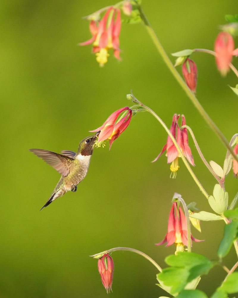 Near Flowering Plants