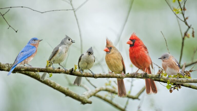 birds on a branch