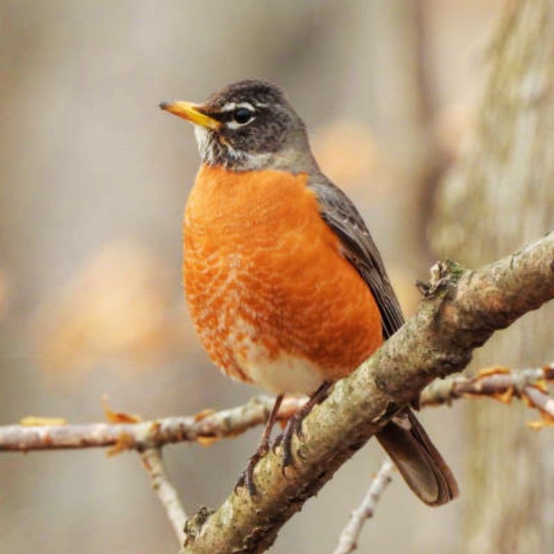 American Robin