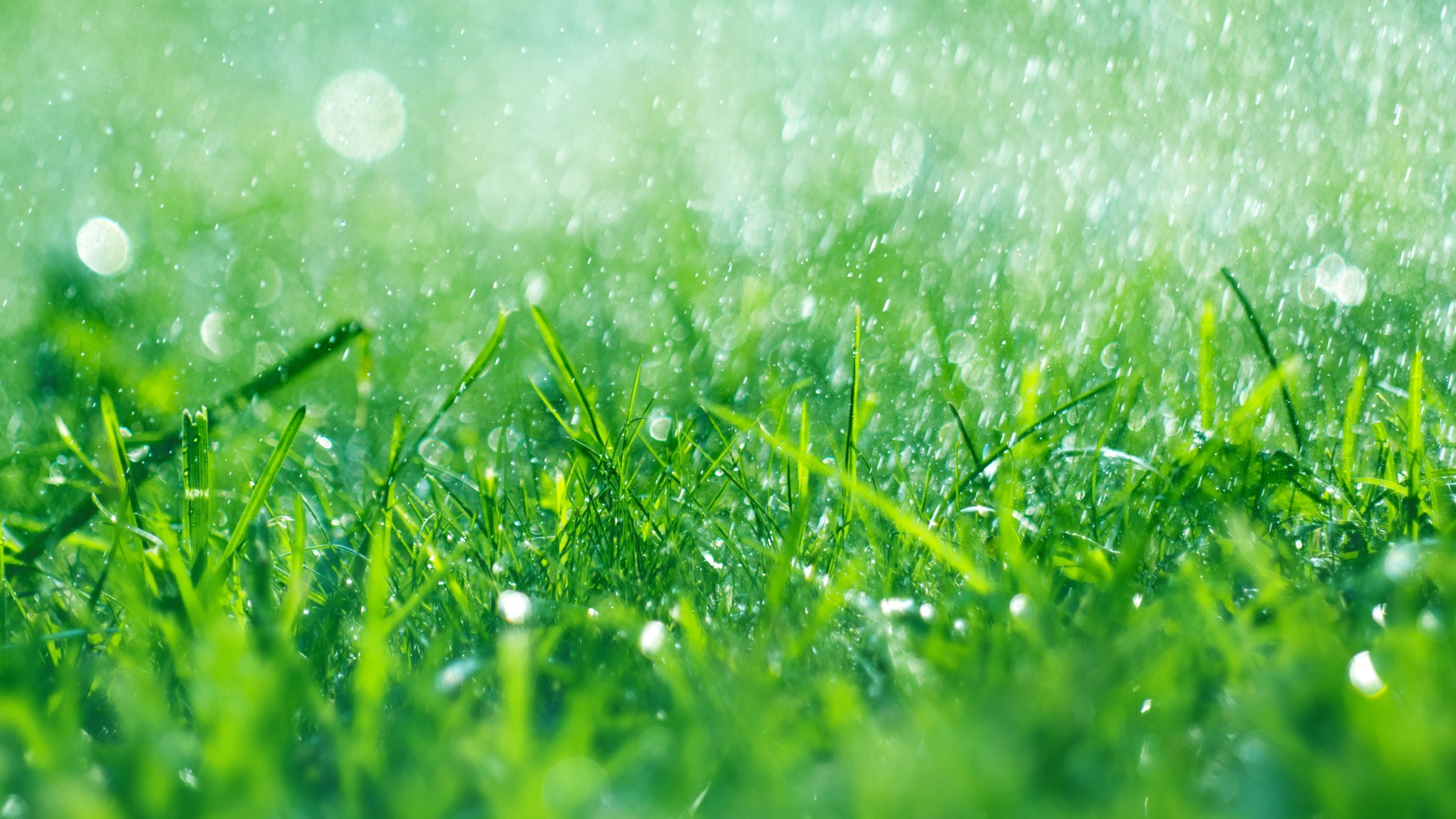 lawn in rain