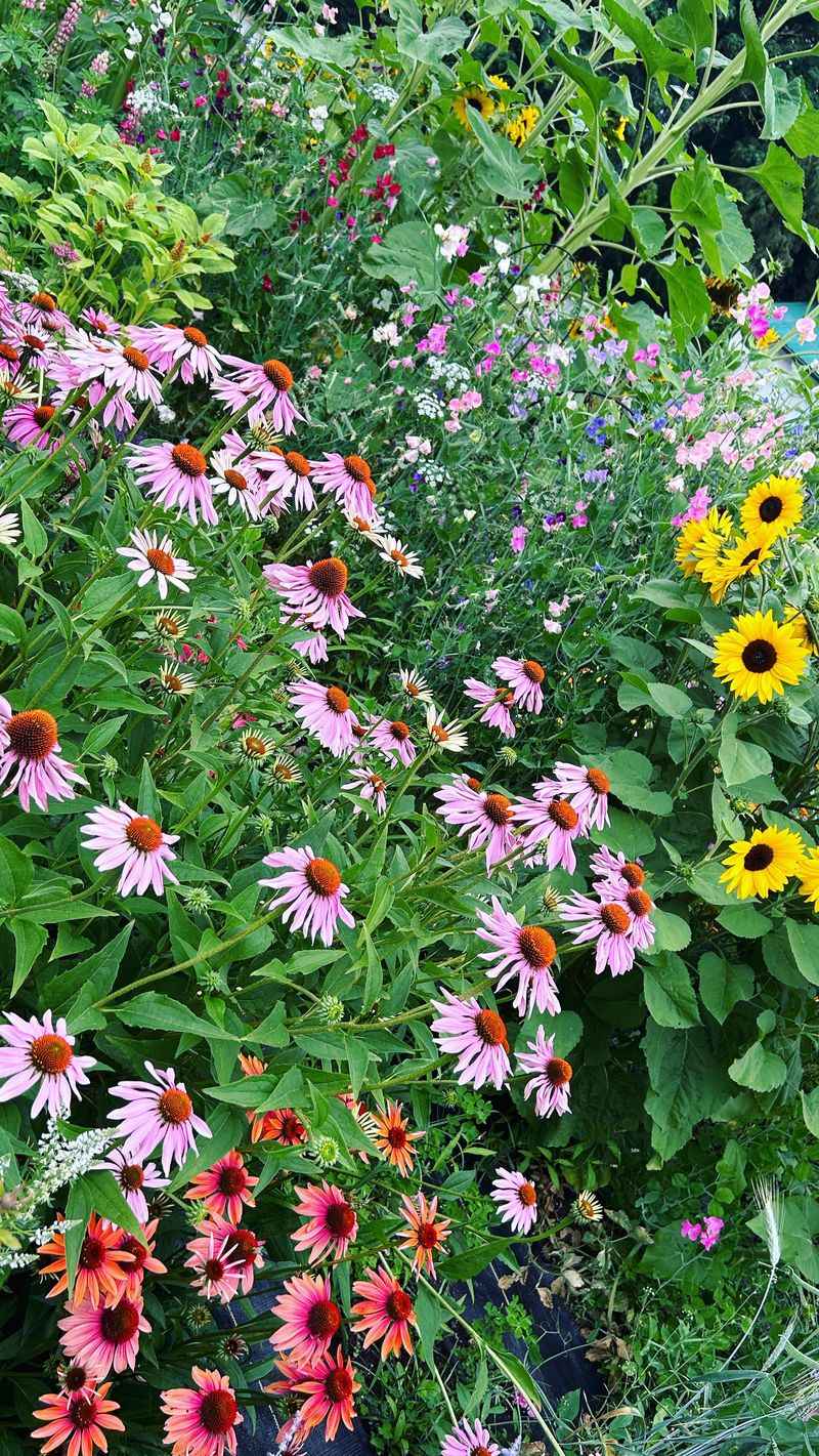 Purple Coneflower (Echinacea)