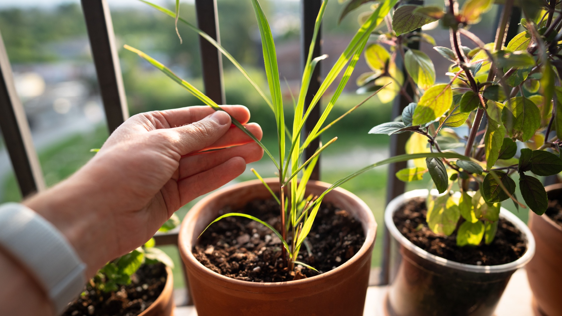 potted citronella plant