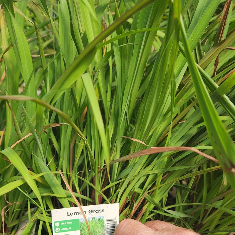 Citronella Grass: The Classic Mosquito Fighter