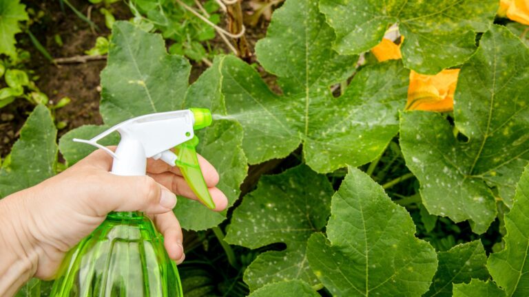 gardener sprays cucumber plant