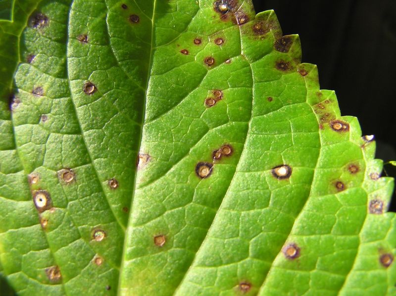 Kills Fungal Infections Fast