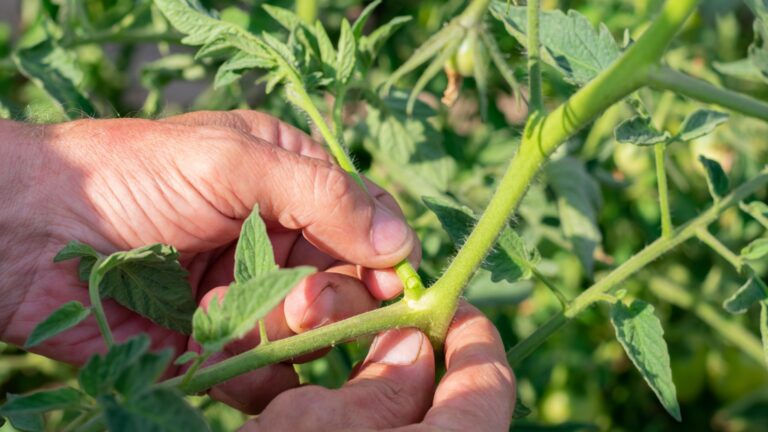 gardener pinches off tomato sucker