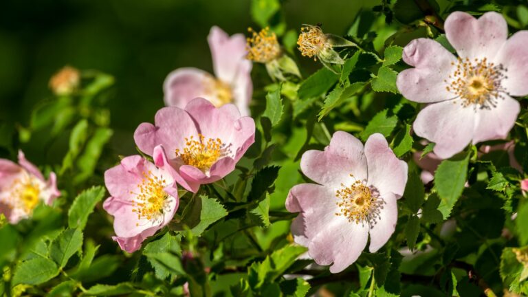 dog rose