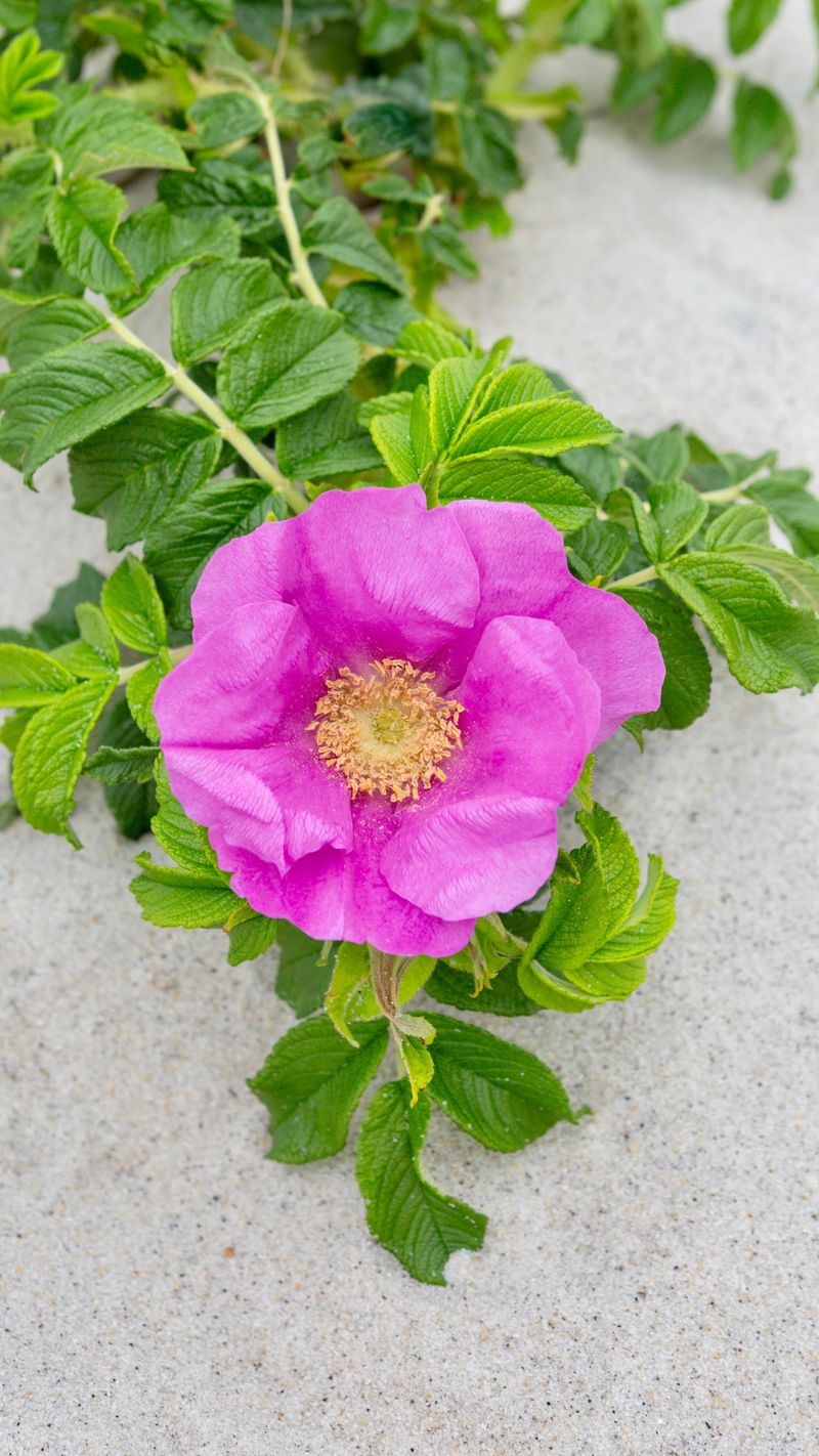 Wild Beach Rose (Rosa rugosa)