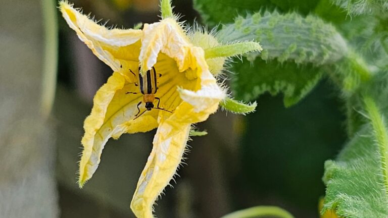 cucumber beetle