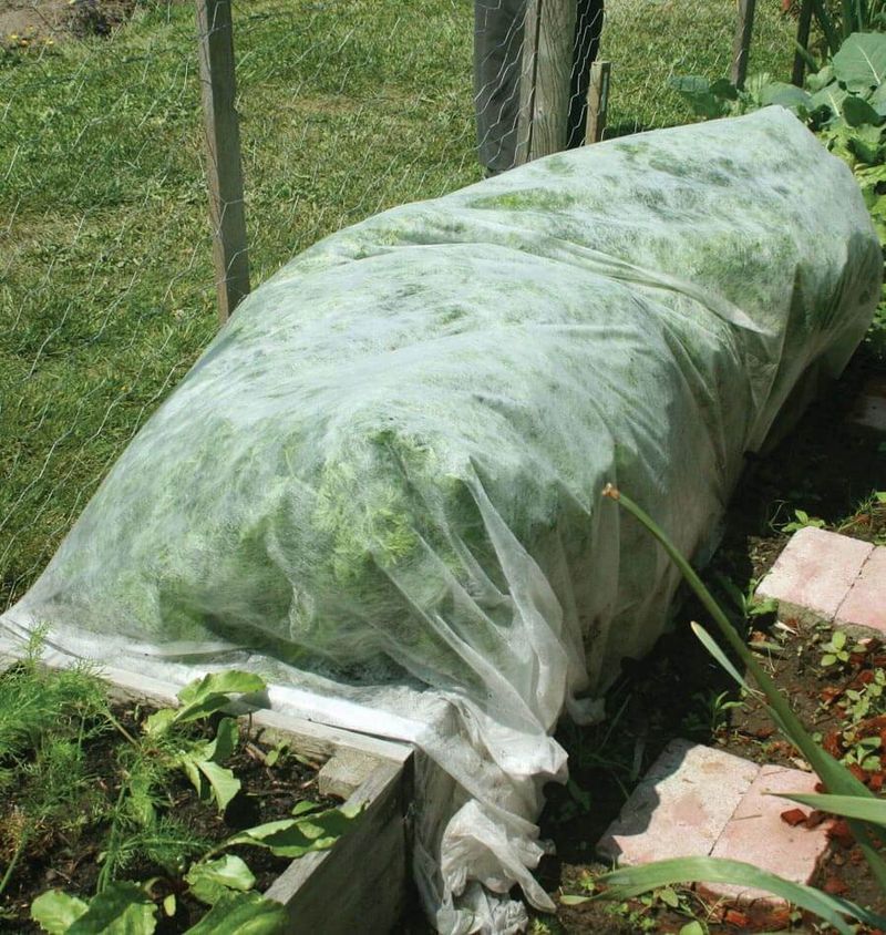 Row Covers As Physical Barriers