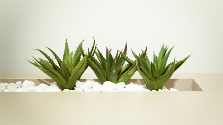 Three Green Aloe Vera Plants