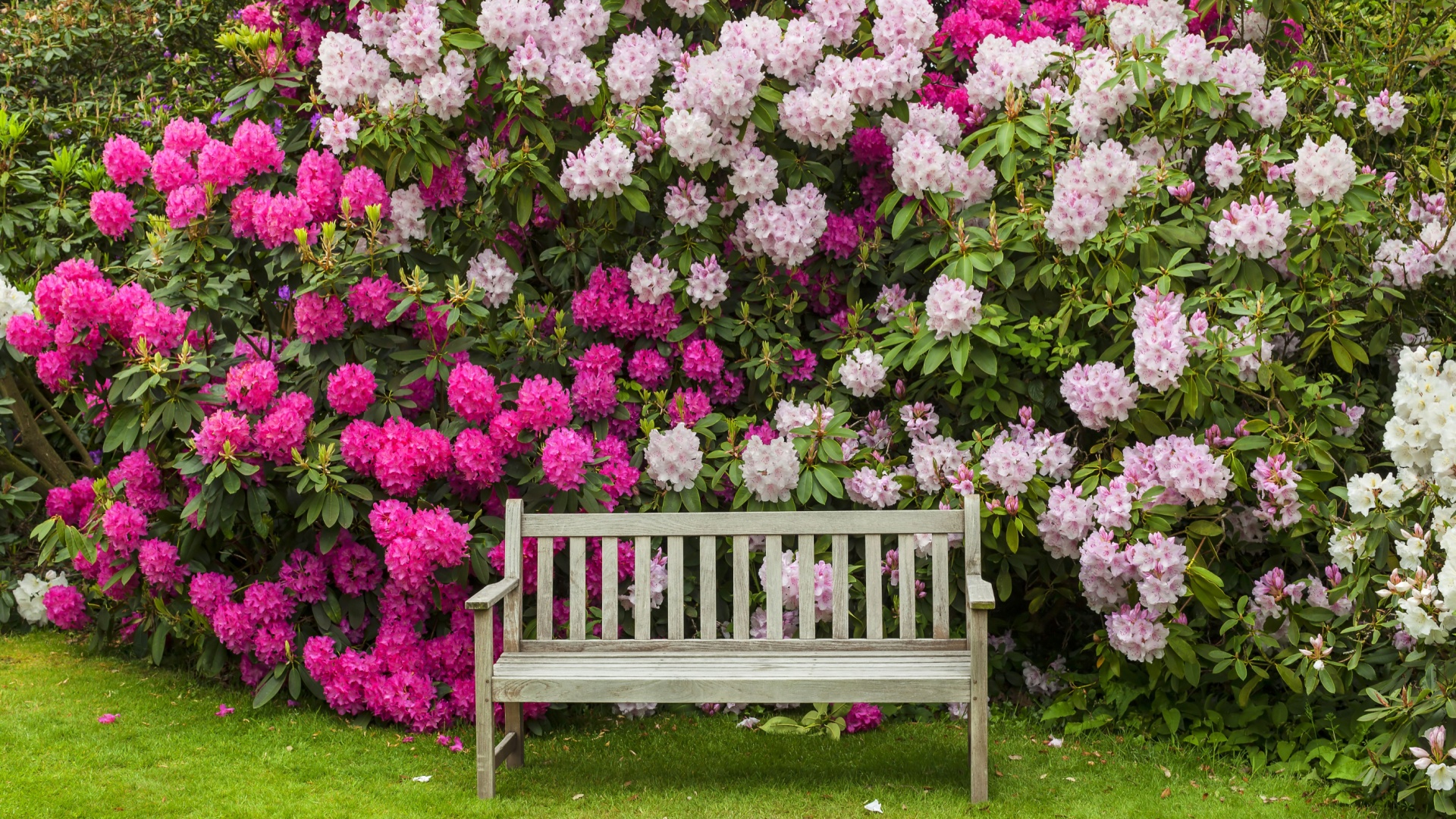 azalea and rhododendron shrub