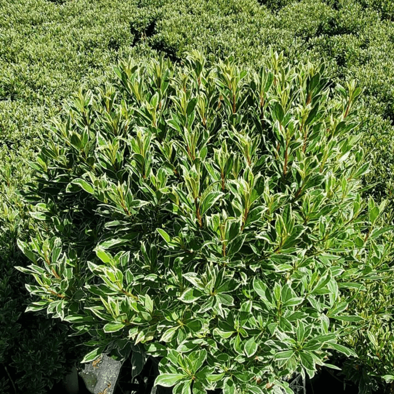 Boxwood: A Root Competitor