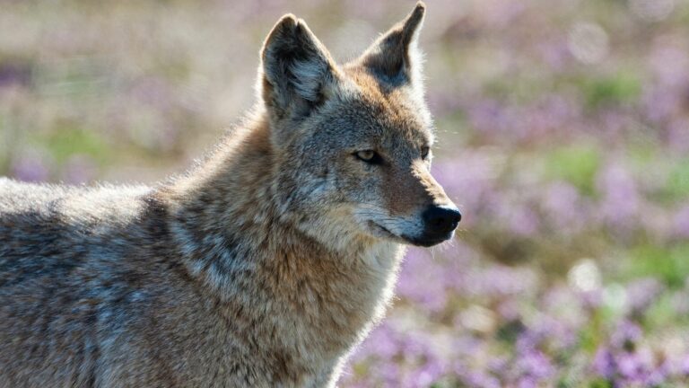 coyote in yard