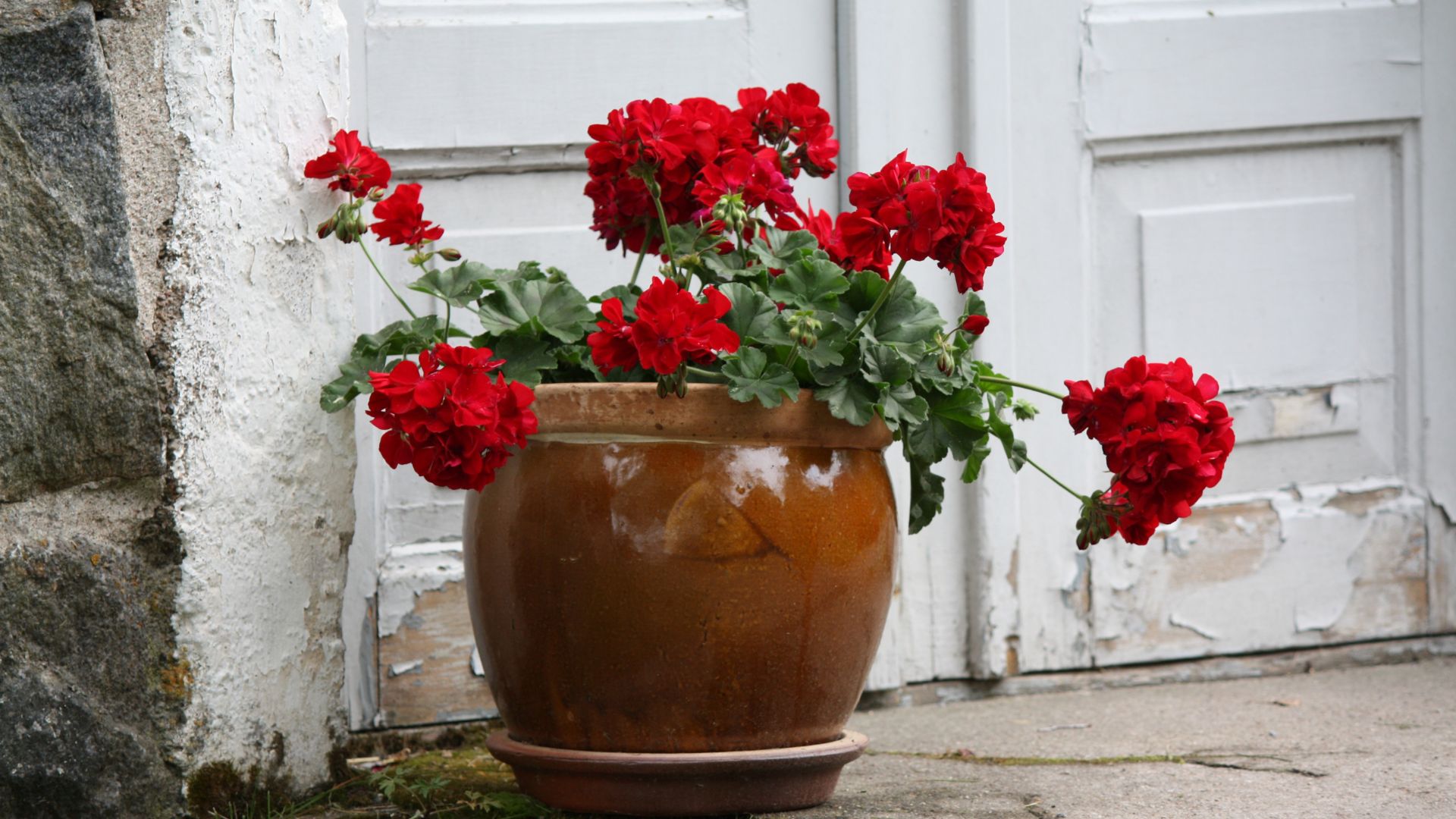 13 Summer Plants That Absolutely Love Patios And Porches (And 3 That Don’t Tolerate The Heat)