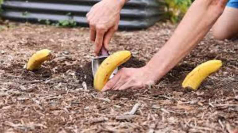 banana buried in a garden