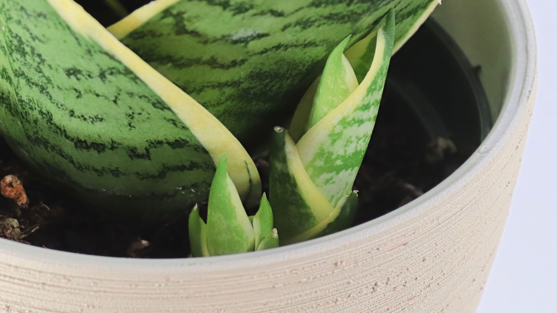 snake plant pups