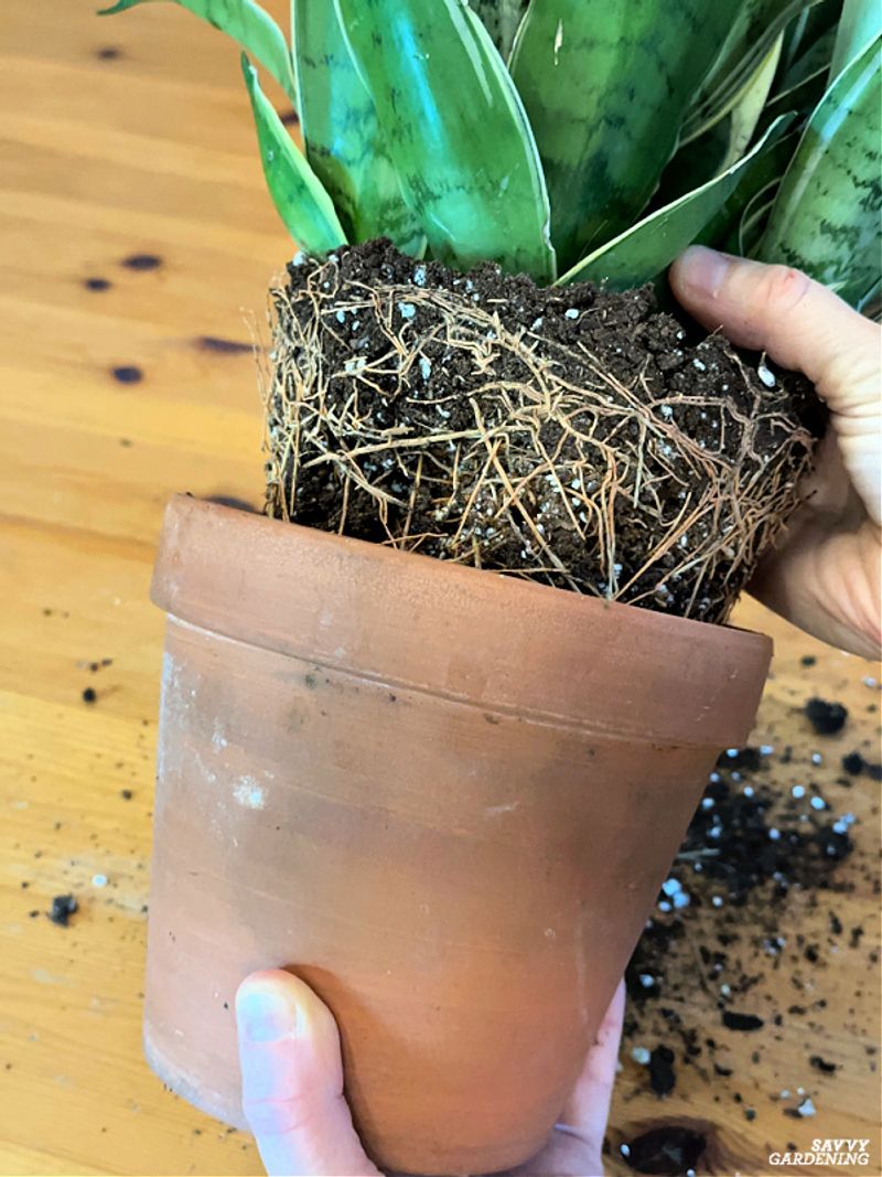 Pick the Right Pot Size