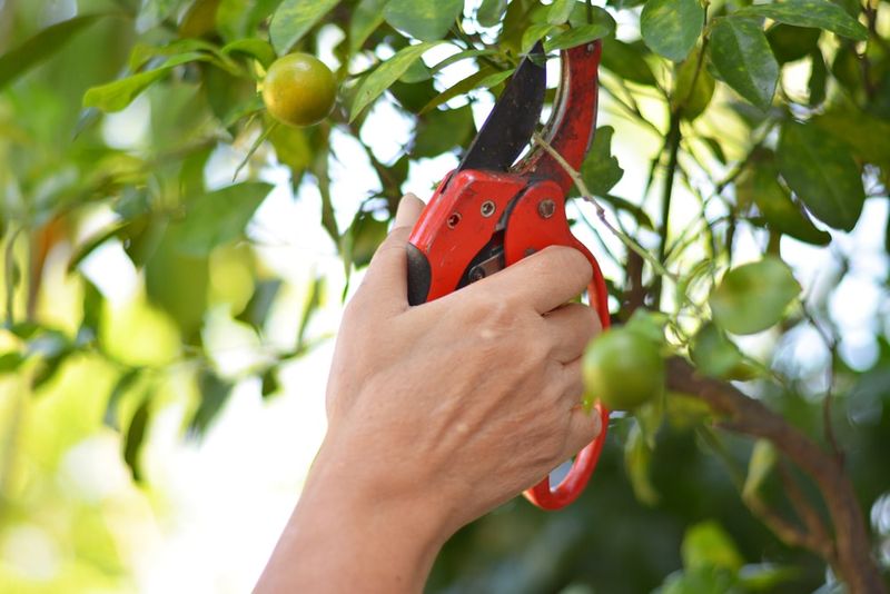 14. Create Light Pathways To Inner Fruit