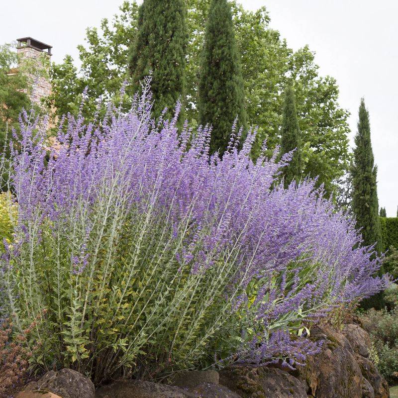 14. Russian Sage