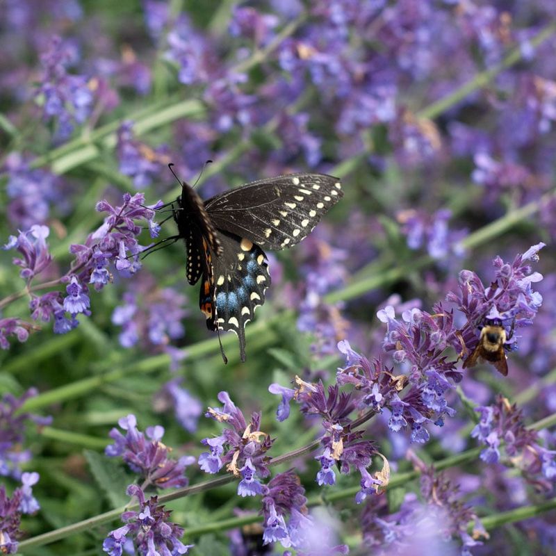 14. Lavender: Catmint And Buddleia