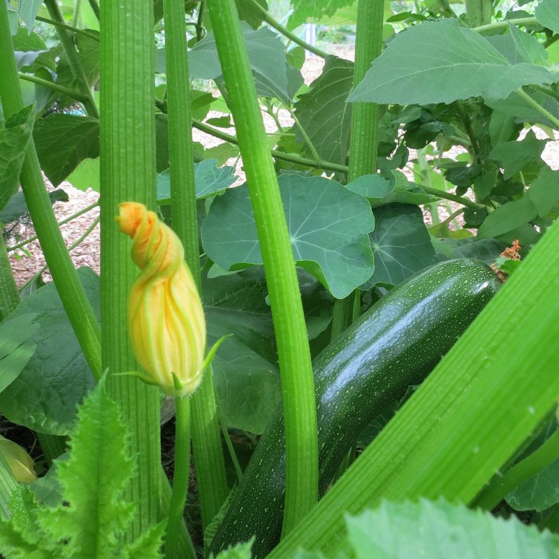 14. Zucchini - Summer's Abundant Provider