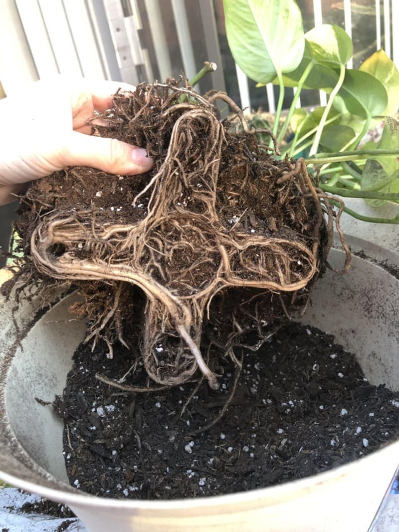 14. Roots Lifting From The Soil