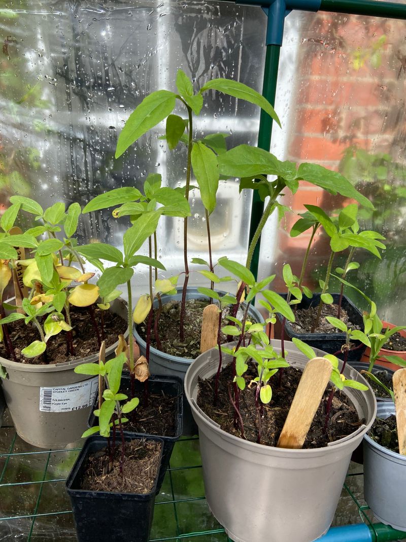 14. Harden Off Seedlings Before Outdoor Planting