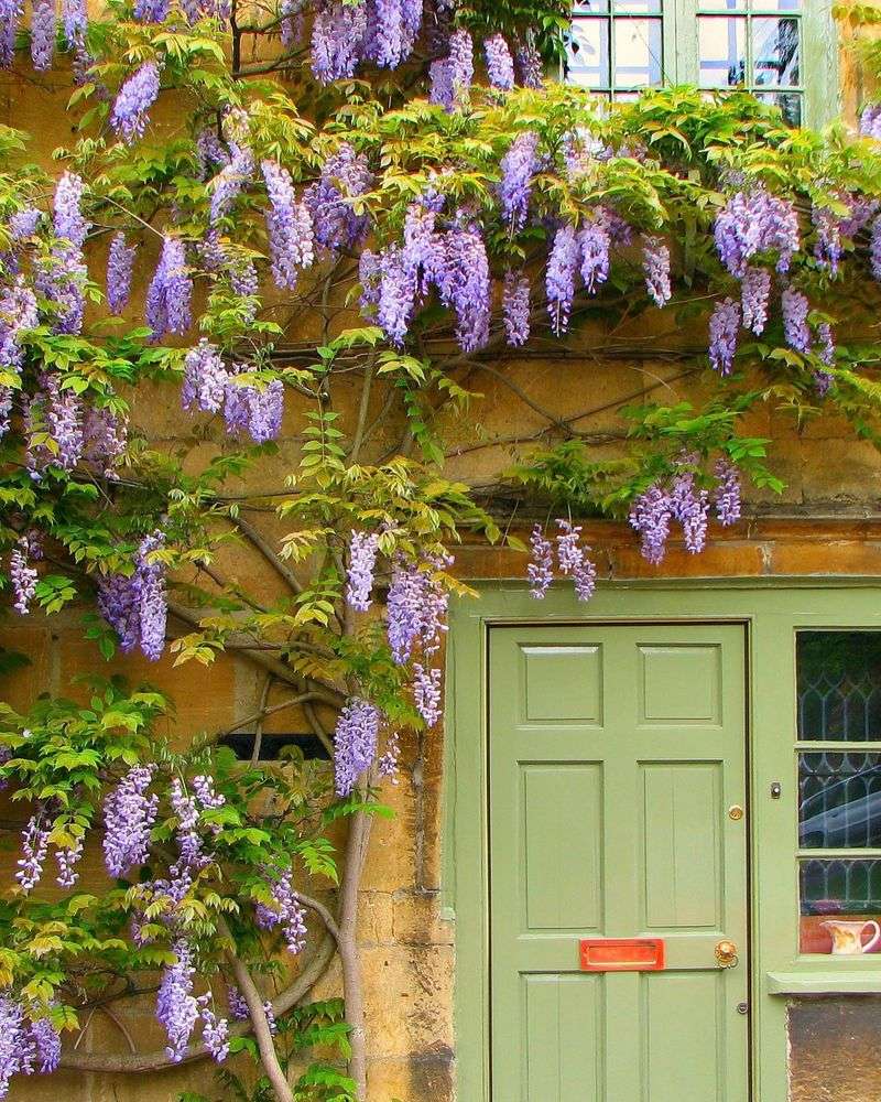 14. Wisteria