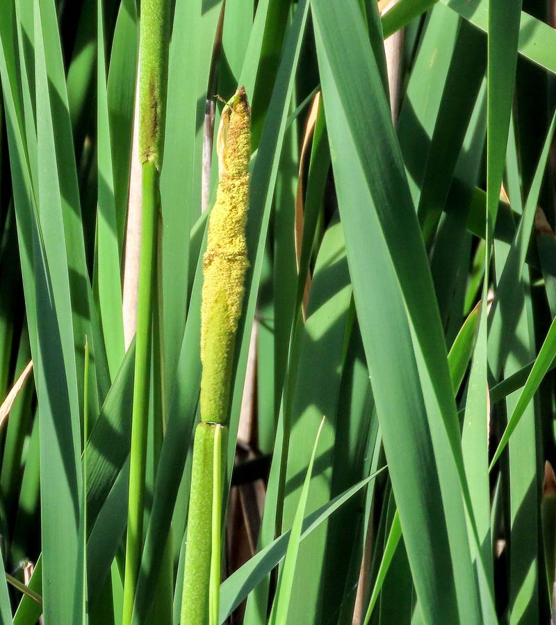 14. Timothy Grass