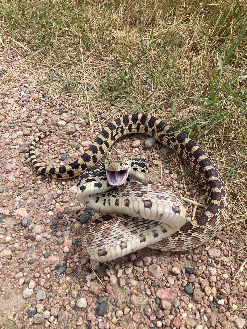 14. Colorado