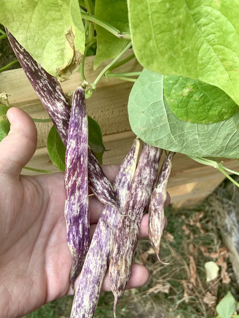 Dragon Tongue Beans