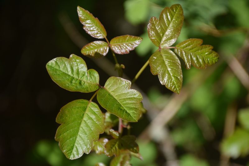 14. Clove Oil Solution