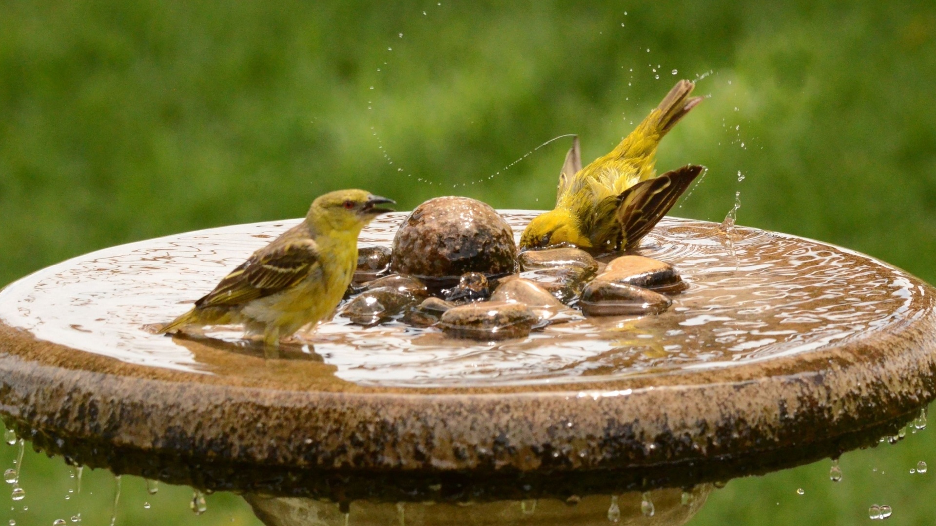 birds in a bird bath