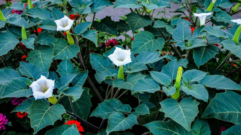 jimsonweed