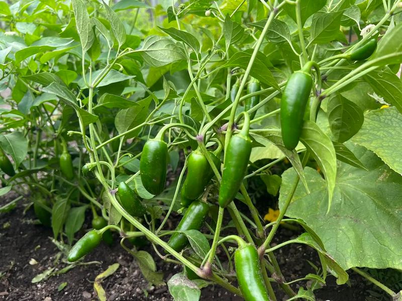Jalapeño - The Reliable Kitchen Staple