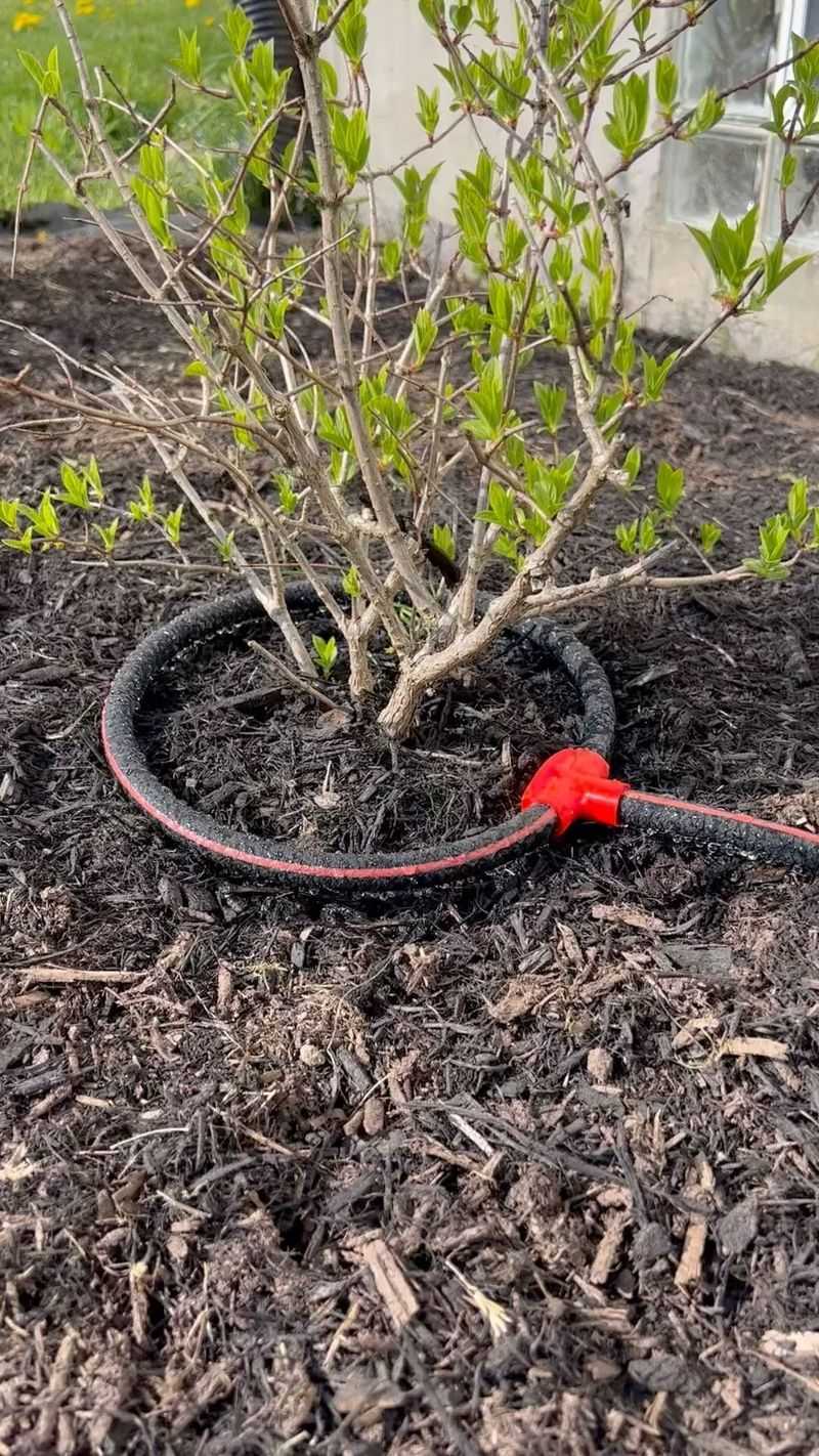 Water Deeply But Less Frequently