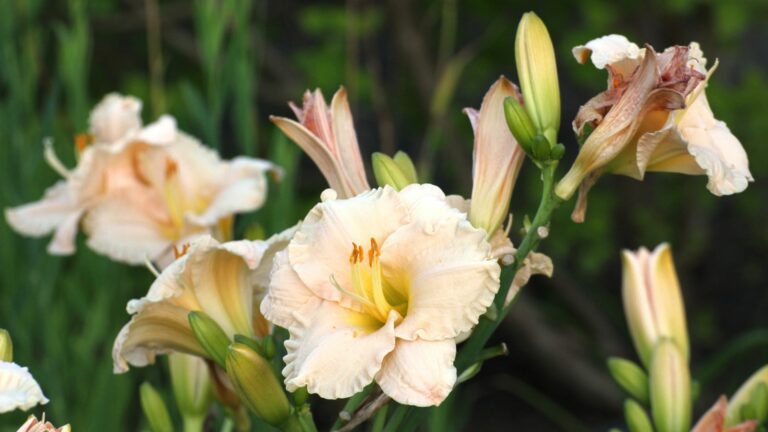 Daylilies