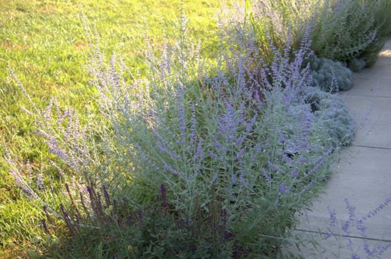 Russian Sage: Pretty But Problematic