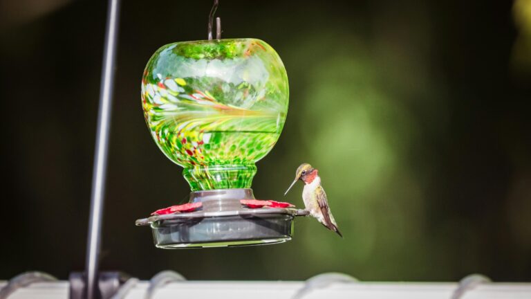 hummingbird feeder